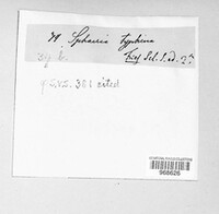 Epichloe typhina image